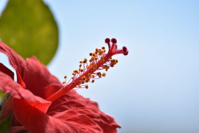 Close-up of red flowers