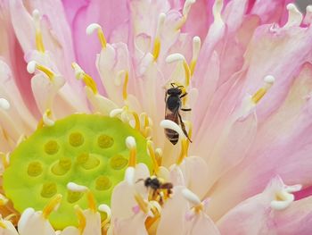 Close-up of honey bee pollinating on pink flower