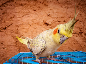 Close-up of a bird