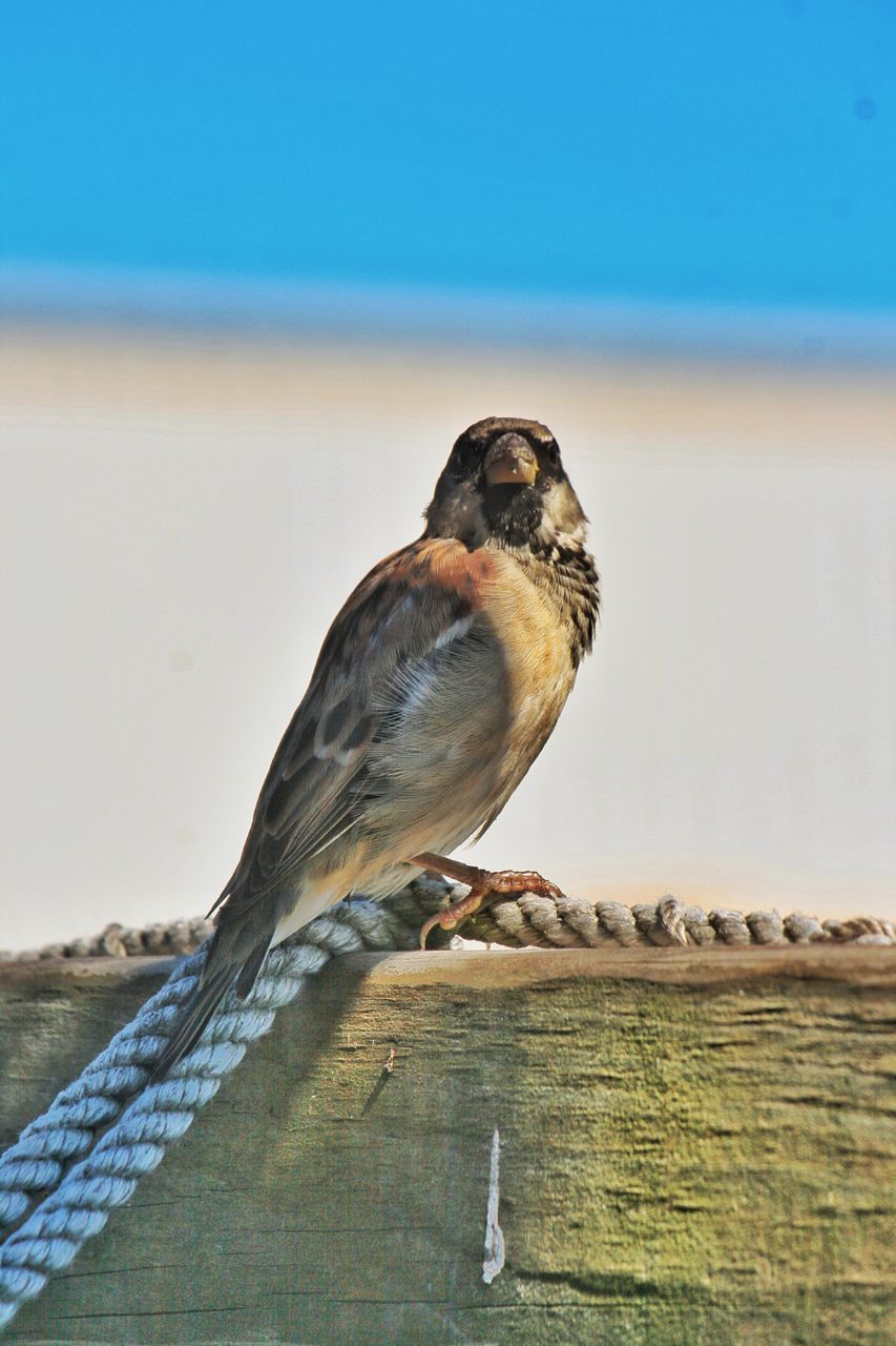 animal themes, animal, vertebrate, animal wildlife, one animal, animals in the wild, bird, perching, no people, day, nature, focus on foreground, sky, wood - material, close-up, outdoors, sparrow, low angle view, barrier, wall