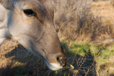 Common eland in south africa