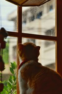 Cat looking through window at home