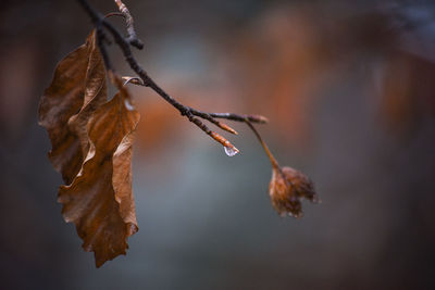 Close-up of dry leaves on twig