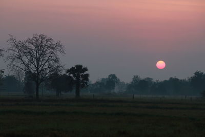 Silhouette trees on field against sky at sunset