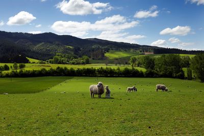 Sheep grazing in pasture