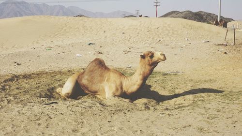 View of a sheep on sand