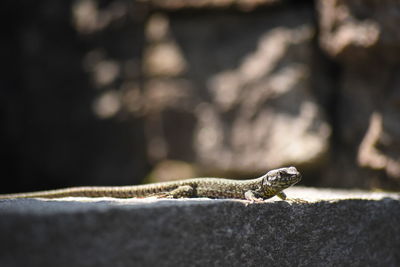 Close-up of lizard on rock