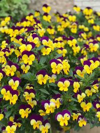 High angle view of yellow flowering plants