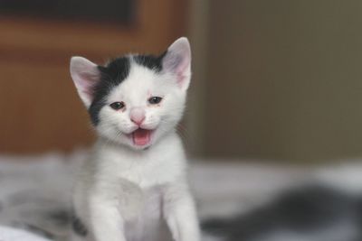 Portrait of white kitten