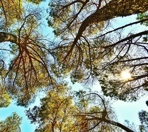 Low angle view of trees against sky