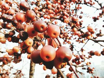 Close-up of fruits on tree