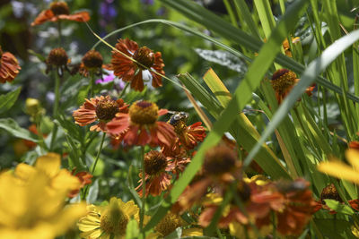 Close-up of flowering plants