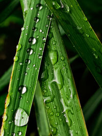 Close-up of wet plant during rainy season