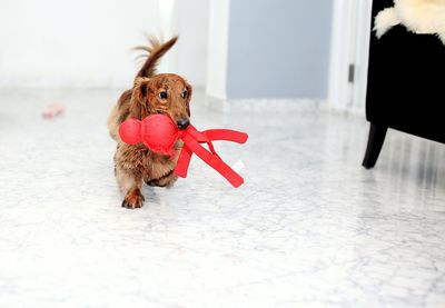 Close-up of a dog