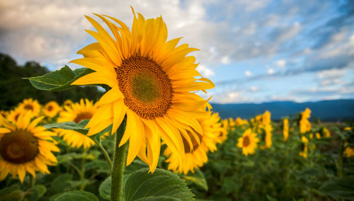 Close-up of yellow sunflower growing in field
