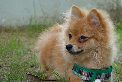 Dog looking away on field