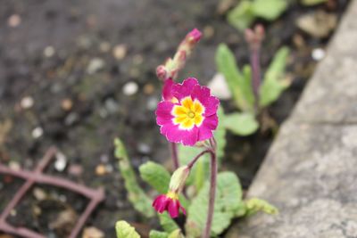 Close-up of pink flower