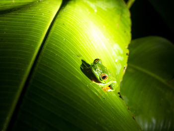 Close-up of insect on leaf