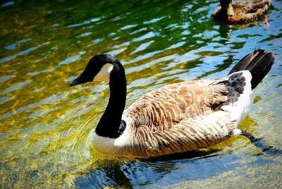 Bird standing in water