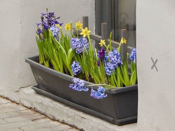 Close-up of potted plant