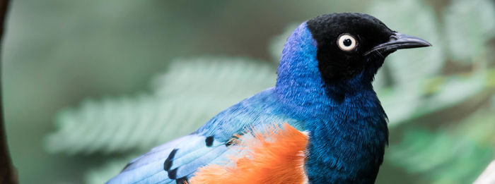 Close-up of a bird