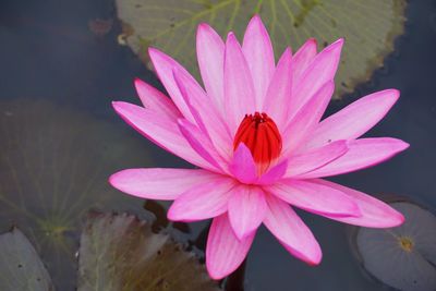 Close-up of pink lotus water lily