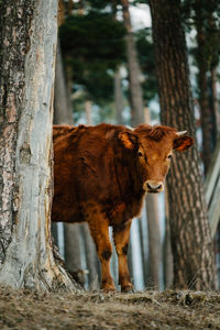 Young cow behind tree trunk in forest