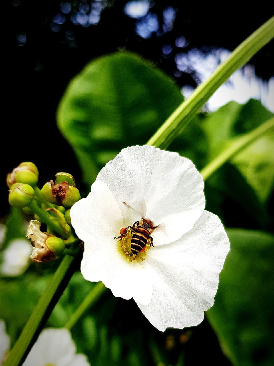 CLOSE-UP OF HONEY BEE ON WHITE FLOWER