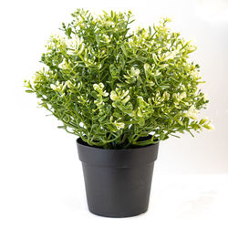 Close-up of potted plant against white background