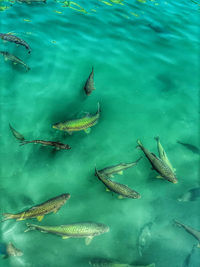 High angle view of fish swimming in sea