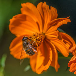 Close-up of bee pollinating on yellow flower