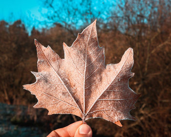 Cropped hand of maple leaf during winter