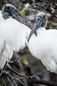 Close-up of birds perching