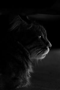 Close-up of cat looking away