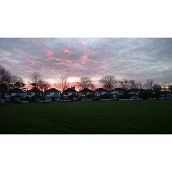 Trees on grassy field against cloudy sky