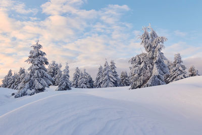 Cloudy sky. magical winter landscape with snow covered trees at daytime.