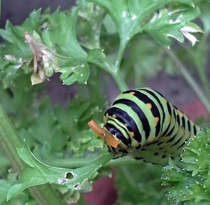 Close-up of butterfly on leaf