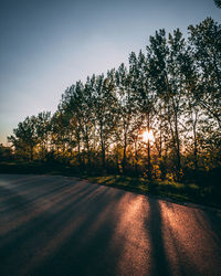 Trees by road in city against clear sky