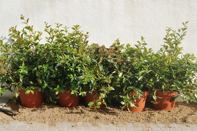 Potted plants