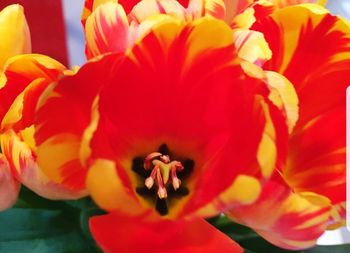 Close-up of orange hibiscus blooming outdoors