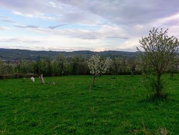 Scenic view of grassy field against sky