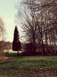 Bare trees on field against sky