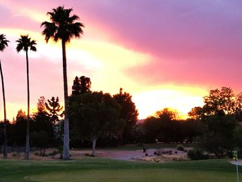 Palm trees at sunset