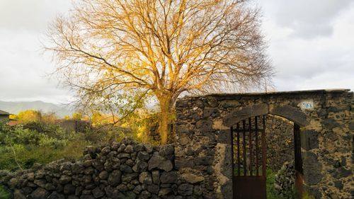 Tree by building against sky