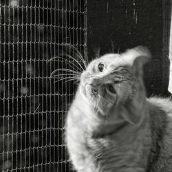 Portrait of cat in cage