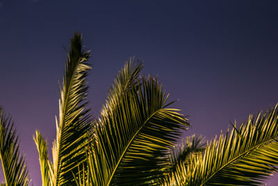 Low angle view of palm tree against clear sky