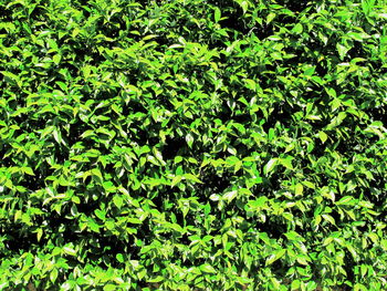 Full frame shot of green leaves