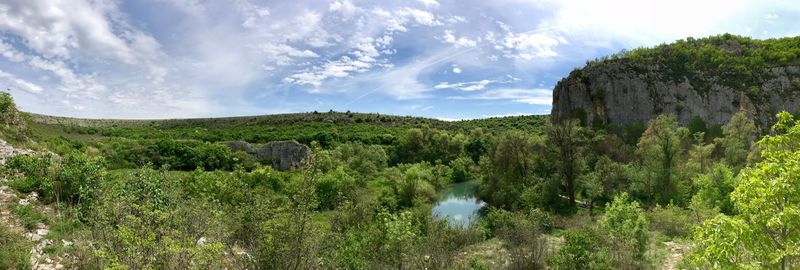 Panoramic shot of trees and plants against sky