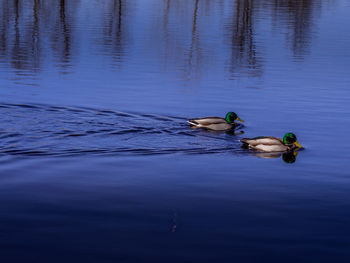 View of ducks swimming in lake