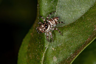 Close-up of spider on leaf